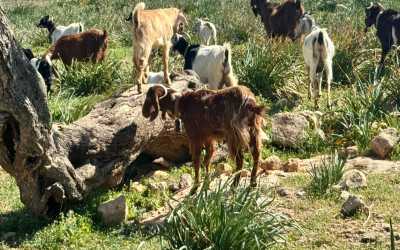 Wycieczka jednodniowa, Z Limassol do wąwozu Avakas Kanyon Mini Marathon
