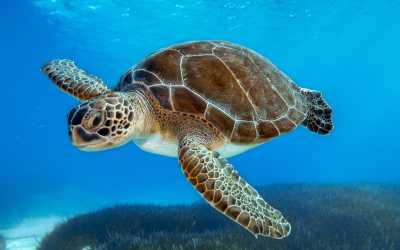 Wycieczka fakultatywna, Wycieczka na plażę Lara Beach i kanion Avakas z Pafos