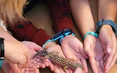 Obóz młodzieżowy, Julinek - kolonia Młody Przyrodnik B&B Julinek Park, 7 dni 7-11 lat